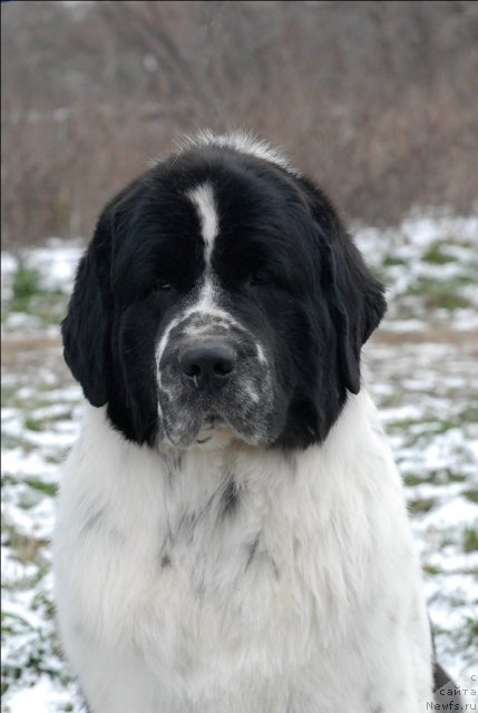 Фото: ньюфаундленд Kloofbears Lancelot for Sent Djons