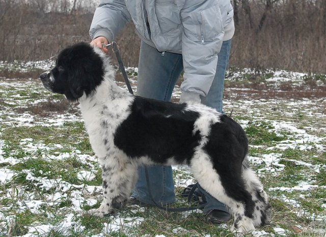 Фото: ньюфаундленд Сент Джонс Фаберже Коллекшен (Sent Djons Faberge Collection)