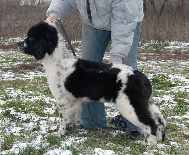 Фото: ньюфаундленд Сент Джонс Фаберже Коллекшен (Sent Djons Faberge Collection)