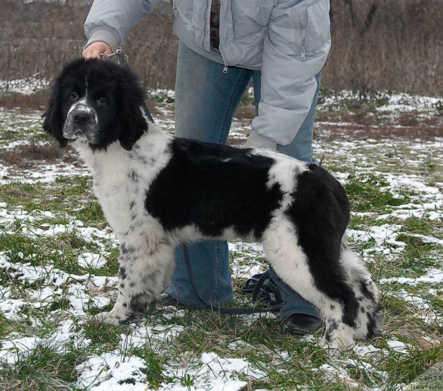 Фото: ньюфаундленд Сент Джонс Фаберже Коллекшен (Sent Djons Faberge Collection)