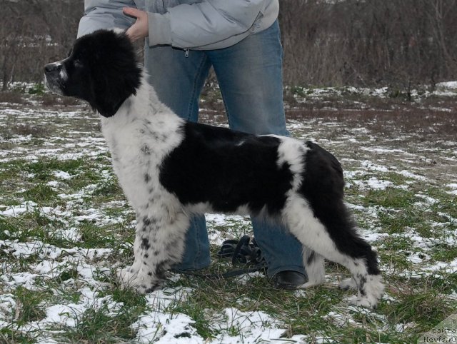 Фото: ньюфаундленд Сент Джонс Фаберже Коллекшен (Sent Djons Faberge Collection)