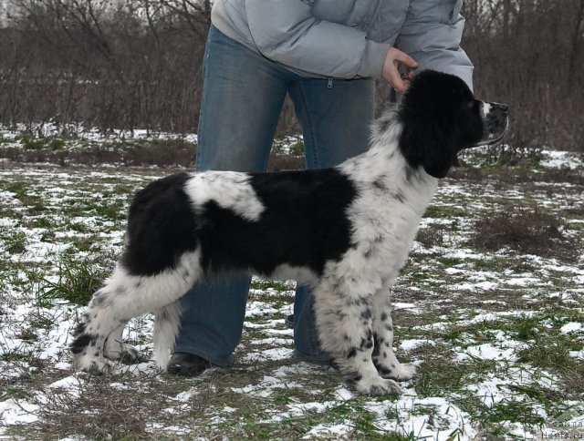 Фото: ньюфаундленд Сент Джонс Фаберже Коллекшен (Sent Djons Faberge Collection)