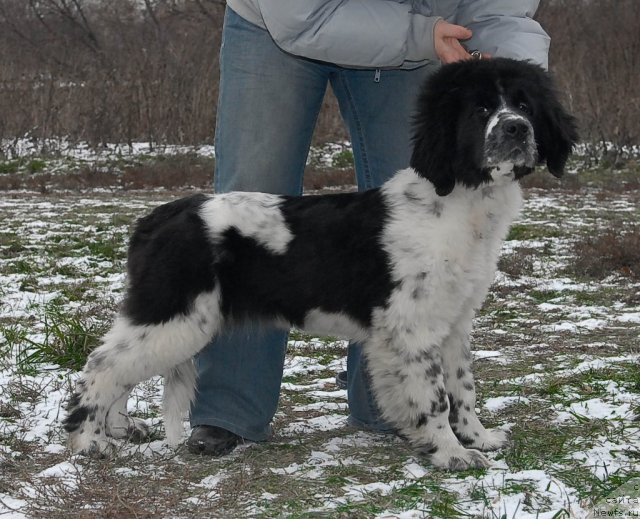 Фото: ньюфаундленд Сент Джонс Фаберже Коллекшен (Sent Djons Faberge Collection)