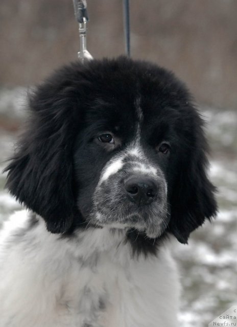 Фото: ньюфаундленд Сент Джонс Фаберже Коллекшен (Sent Djons Faberge Collection)