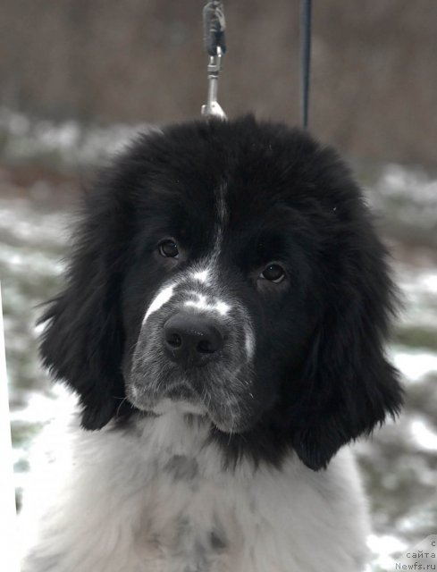 Фото: ньюфаундленд Сент Джонс Фаберже Коллекшен (Sent Djons Faberge Collection)