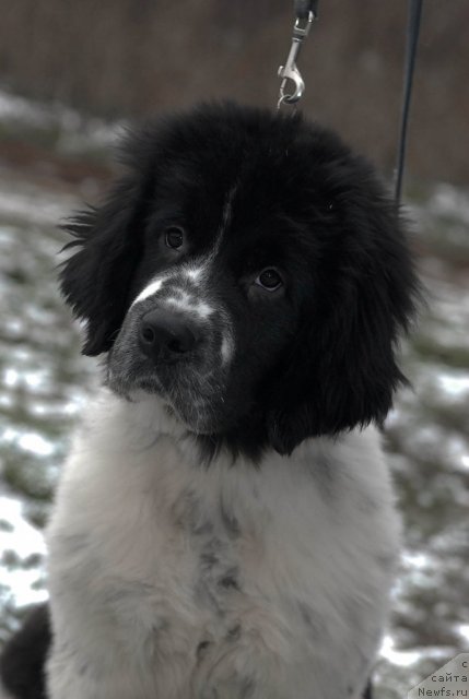 Фото: ньюфаундленд Сент Джонс Фаберже Коллекшен (Sent Djons Faberge Collection)