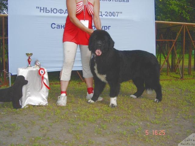 Фото: ньюфаундленд Bella Smigar