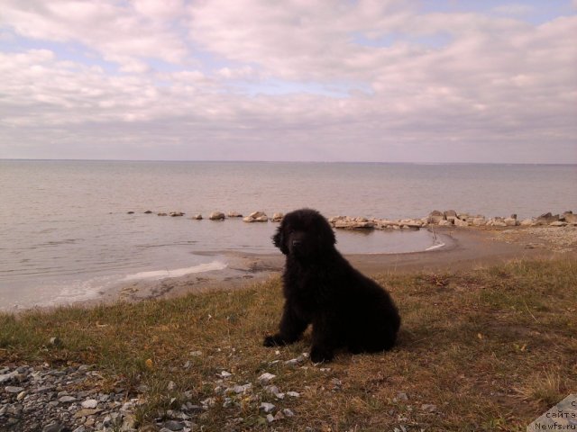 Фото: ньюфаундленд Их Высочество Вилана Блум (Ih Visochestvo Vilana Blum)