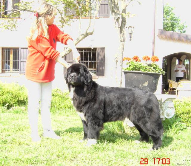 Фото: ньюфаундленд Bella Smigar