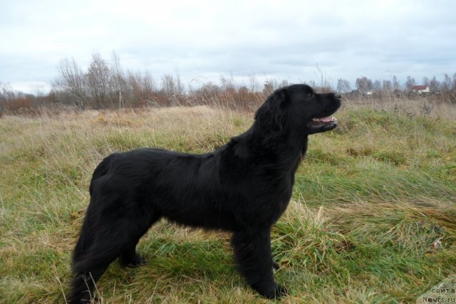 Фото: ньюфаундленд Атлантика Виндз Роуз