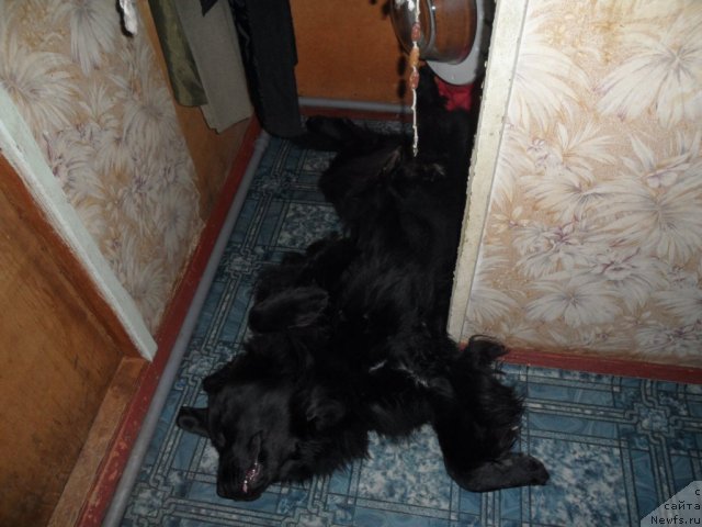 Фото: ньюфаундленд Атлантика Виндз Роуз