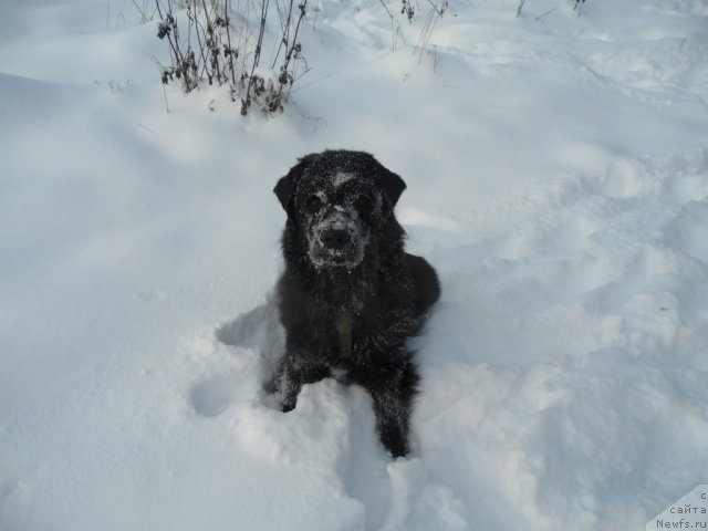 Фото: ньюфаундленд Атлантика Виндз Роуз