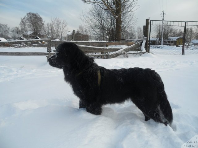 Фото: ньюфаундленд Атлантика Виндз Роуз