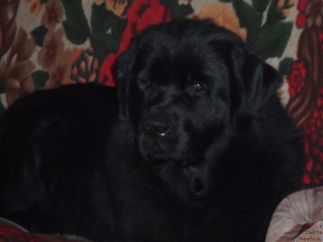 Фото: ньюфаундленд Атлантика Виндз Роуз