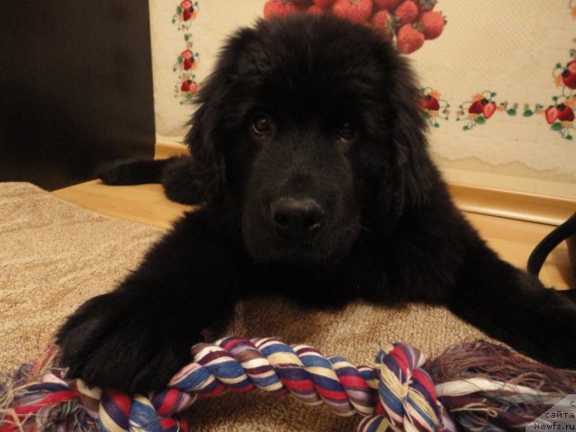 Фото: ньюфаундленд Смигар Васаби Бой