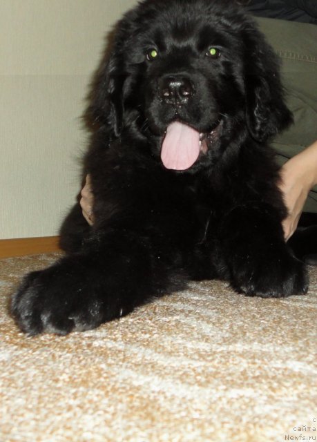 Фото: ньюфаундленд Смигар Васаби Бой, ньюфаундленд Смигар Васаби Бой