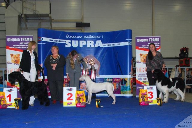 Фото: ньюфаундленд Neverine's Earthquaker