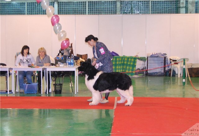 Фотография № 54487