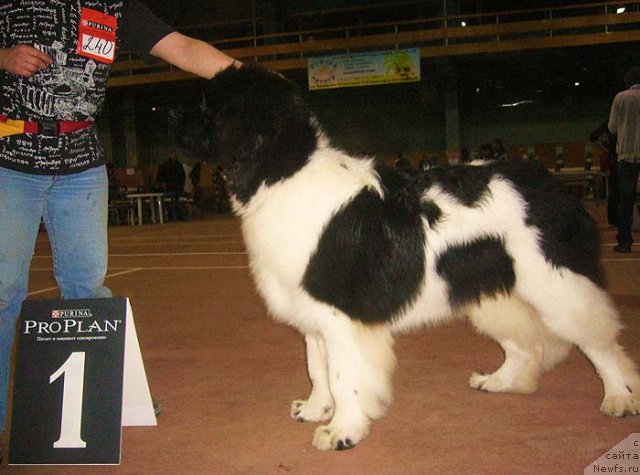 Фото: ньюфаундленд Супер Премиум Жодо Феролли (Super Premium Zhodo Ferolli)