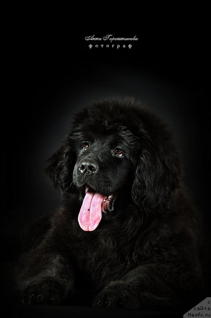 Фотография № 54497