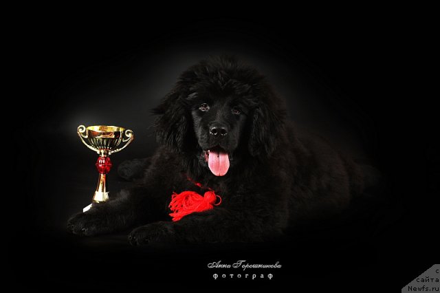 Фотография № 54499