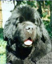 Фото: ньюфаундленд Twillin Gate Pharlap