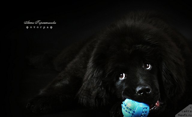 Фото: ньюфаундленд Их Высочество Виола Жанмоника (Ih Visochestvo Viola Zhanmonika)