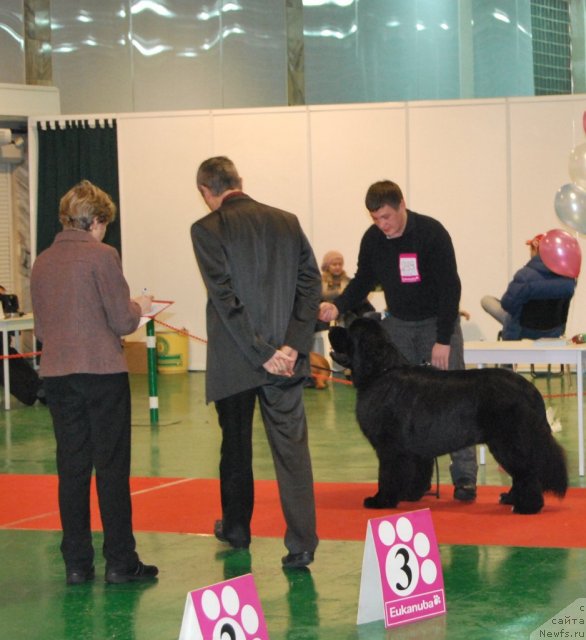 Фото: ньюфаундленд Флагман от Сибирского Медведя (Flagman ot Sibirskogo Medvedja)