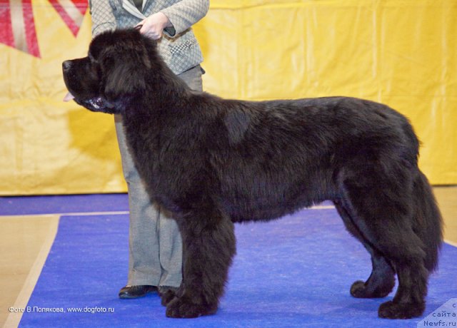 Фото: ньюфаундленд Бегущая по Волнам Сун ин Му Ханд (Beguschaya po Volnam Sun in My Hand)