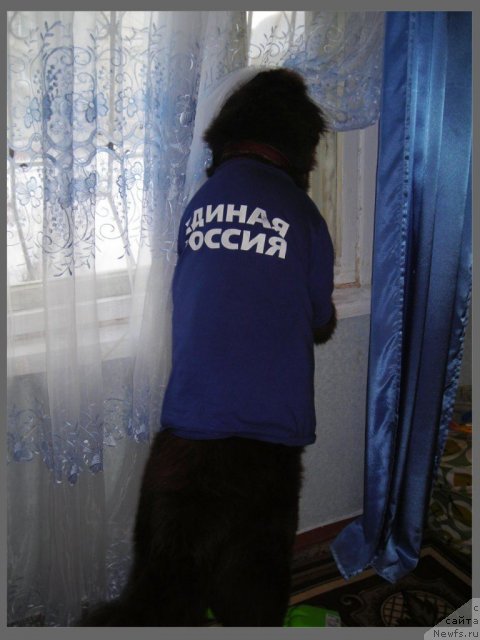 Фото: ньюфаундленд Черный Шарм Абрикосовая Карамель