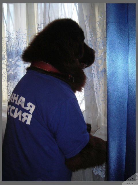 Фото: ньюфаундленд Черный Шарм Абрикосовая Карамель