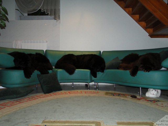 Фото: ньюфаундленд Баловень Судьбы, ньюфаундленд Ньюфорт Лунный Бархат