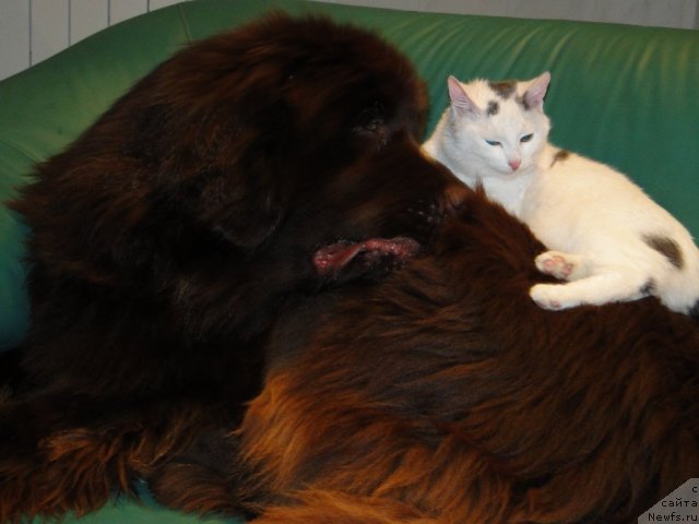 Фото: Бархотка раскошная