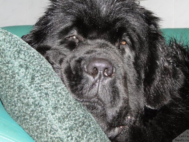 Фото: ньюфаундленд Баловень Судьбы