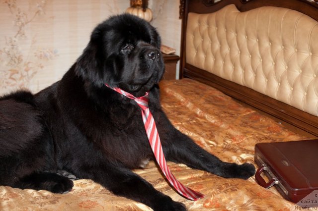 Фото: ньюфаундленд Потап Фидель