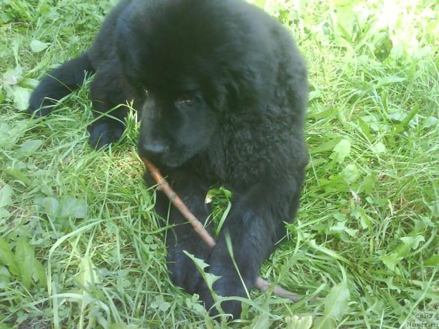 Фото: ньюфаундленд Челенджер