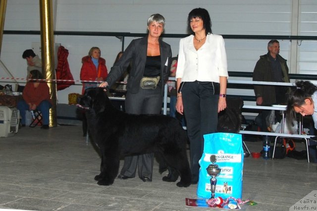 Фото: ньюфаундленд I'm in Love Midnight Bear