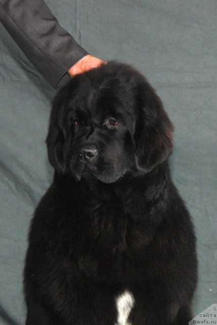 Фото: ньюфаундленд I'm in Love Midnight Bear