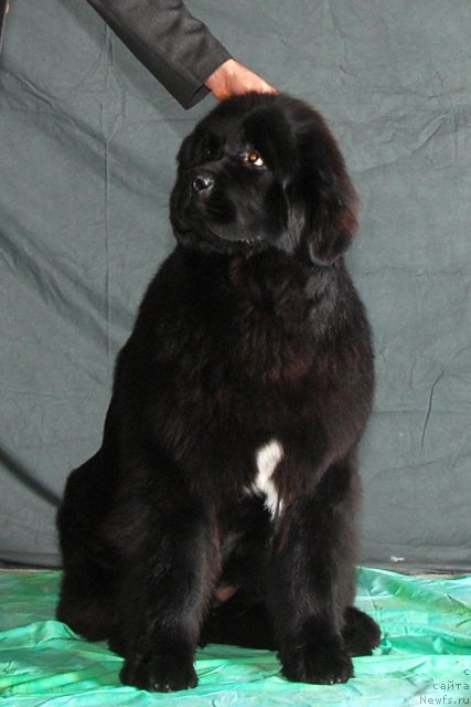 Фото: ньюфаундленд I'm in Love Midnight Bear