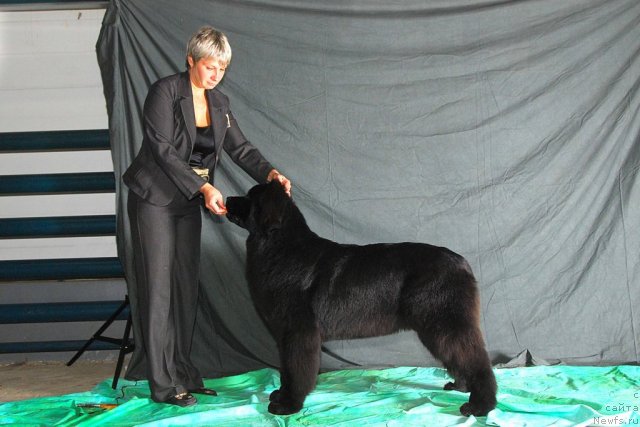 Фото: ньюфаундленд I'm in Love Midnight Bear