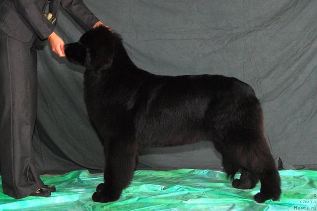 Фото: ньюфаундленд I'm in Love Midnight Bear