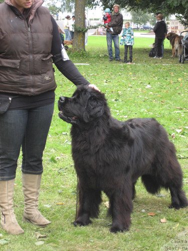 Фото: ньюфаундленд Zanellon Sunrise Girl, Паиви Тахтинен