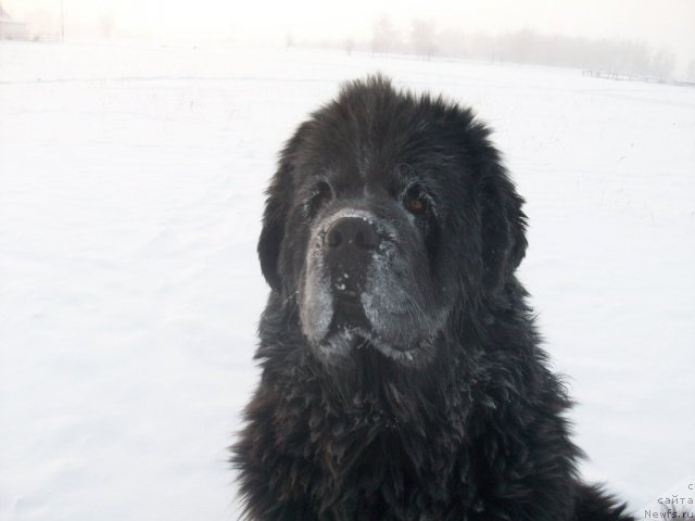 Фото: ньюфаундленд Карат из Медвежьего Яра (Karat iz Medvejyego Yara)