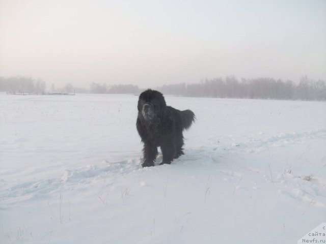 Фото: ньюфаундленд Карат из Медвежьего Яра (Karat iz Medvejyego Yara)