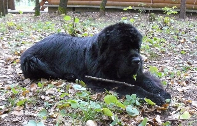 Фото: ньюфаундленд Пчёлкин Дом Вениамин (Pchiolkin Dom Veniamin)