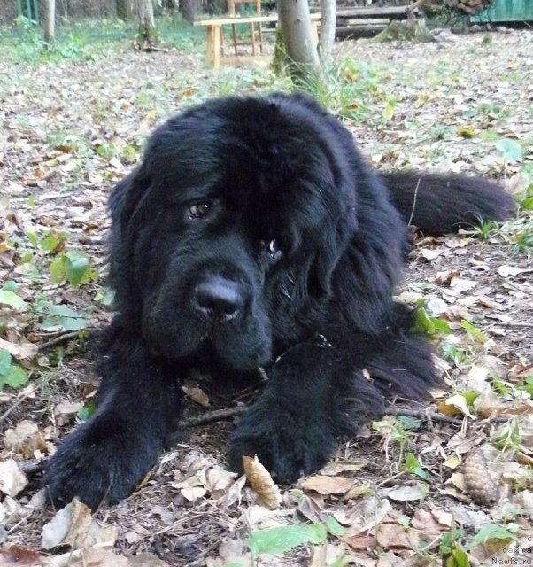 Фото: ньюфаундленд Пчёлкин Дом Вениамин (Pchiolkin Dom Veniamin)