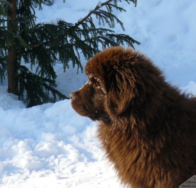 Фото: ньюфаундленд Марица с Берега Дона для Пчёлкиного Дома (Maritsa s Berega Dona for Pchiolkin Dom)