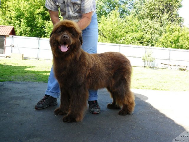 Фото: ньюфаундленд Марица с Берега Дона для Пчёлкиного Дома (Maritsa s Berega Dona for Pchiolkin Dom)