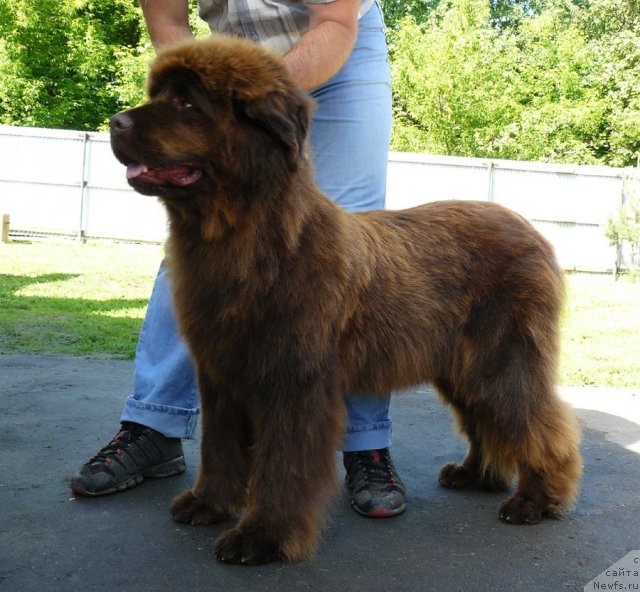 Фото: ньюфаундленд Марица с Берега Дона для Пчёлкиного Дома (Maritsa s Berega Dona for Pchiolkin Dom)