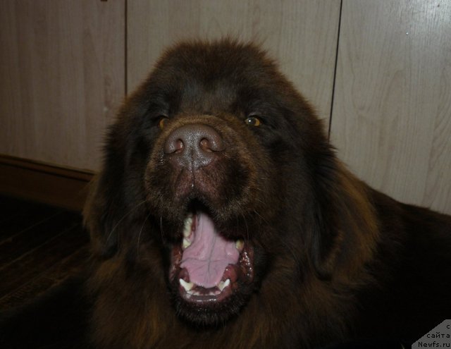 Фото: ньюфаундленд Марица с Берега Дона для Пчёлкиного Дома (Maritsa s Berega Dona for Pchiolkin Dom)